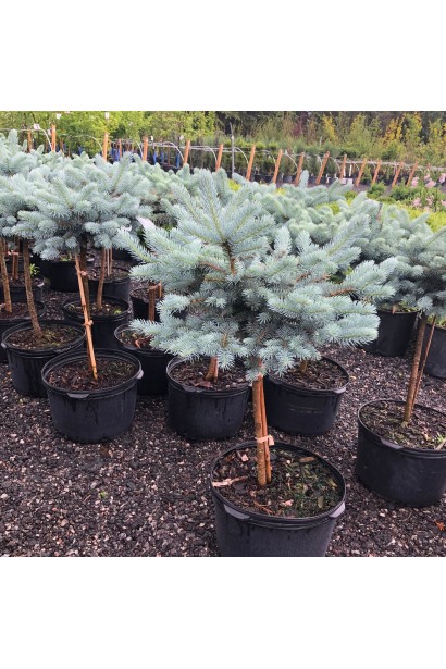 Ель Глаука Глобоза привита на штамб